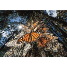                             Clementoni - Puzzle 1000 Compact nat geo monarch butterflies                        