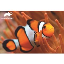                             PRIME 3D PUZZLE - Ryba Kloun 63 dielikov 20948                        