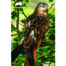                             PRIME 3D PUZZLE - Červený drak Milvus 150 ks                        