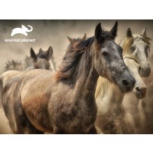                             PRIME 3D PUZZLE - Kone 300 ks                        
