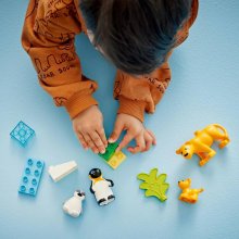                             LEGO® DUPLO® 10442 Rodinky divokých zvierat: Tučniaky a levy                        