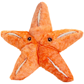 Keeleco Hviezdice 25 cm